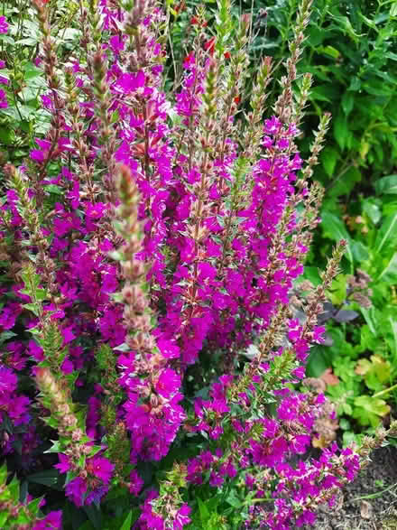 Photo of free Lythrum cutting Rose Pink colour (Morden SM4) #1