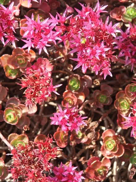 Photo of free Sedum Spurium dragons blood cutting (Morden SM4) #1