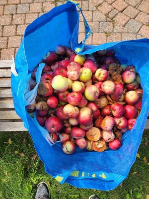 Photo of free Apples for feed or compost (Stittsville)