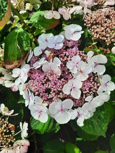 Photo of free White Lacecap Hydrangea (Morden SM4) #1