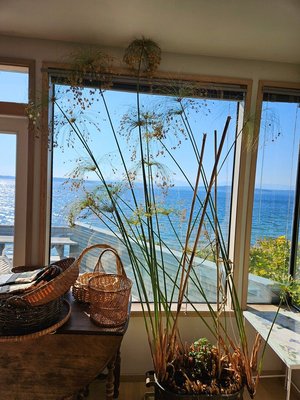 Photo of free Tall papyrus plant (West Seattle)
