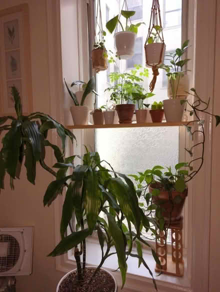 Photo of Plants, Clippings/cutting (Brooklyn) #1