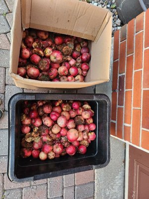 Photo of free Fallen apples for feed/compost (Stittsville)