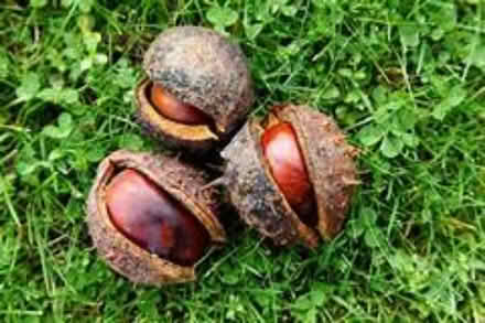 Photo of Conkers (Tring) #2