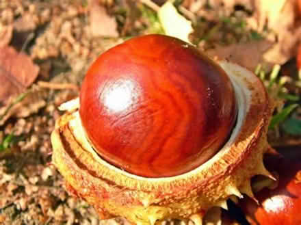 Photo of Conkers (Tring) #3