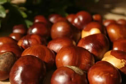 Photo of Conkers (Tring) #1