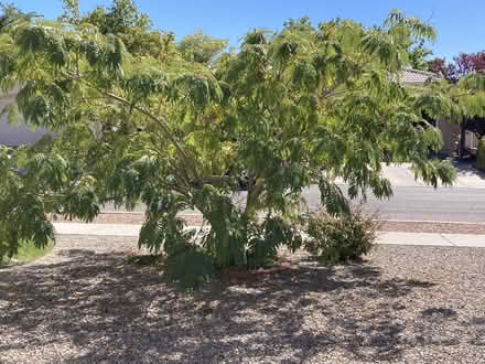 Photo of free Mimosa Tree Babies (Near Eubank Costco) #2