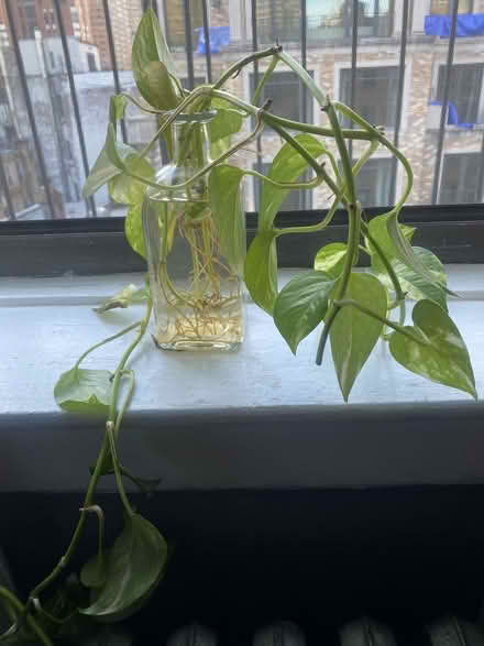 Photo of free Philodendron cuttings (Upper East Side) #1