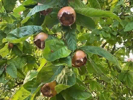 Photo of free Medlars ready to pick (EYE IP23) #1