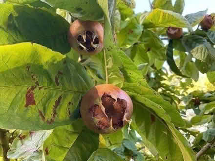 Photo of free Medlars ready to pick (EYE IP23) #2