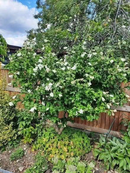 Photo of free Small Seedling of White Hibiscus (Morden SM4) #2