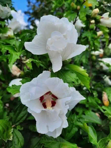 Photo of free Small Seedling of White Hibiscus (Morden SM4) #1