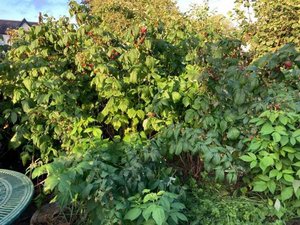 Photo of free Raspberry bushes (Howey LD1)