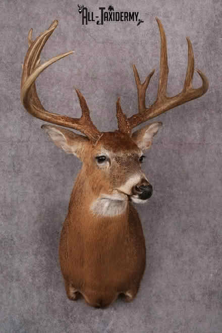 Photo of Old taxidermy deer head 'TROPHIES' (Frederick city) #1