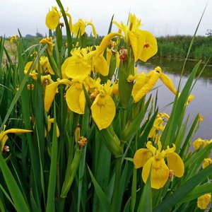 Photo of free Native yellow flag Iris seeds for wildlife ponds (Gleneagles area, Wboro NN8)