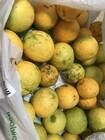 Photo of free Small Valencia Oranges: CHIFLEY