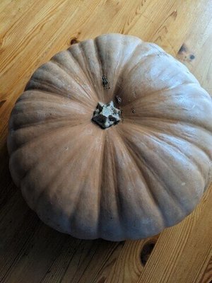 Photo of free Large Pumpkin