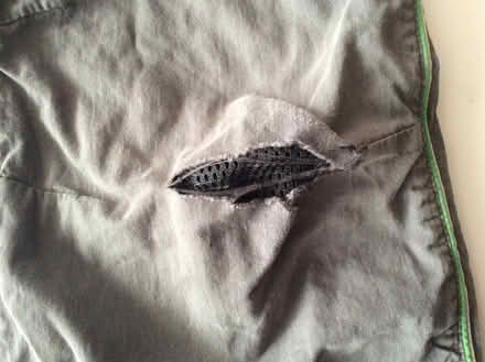 Photo of free Boys Pants Size 8 (need mending) (Bells Corners) #1