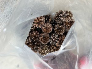 Photo of free Pinecones (Downtown Bartlett)