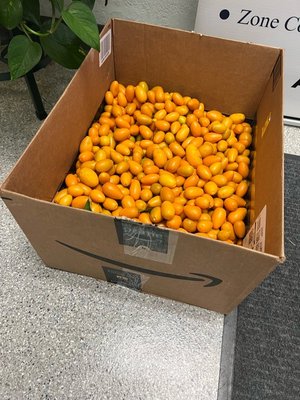 Photo of free Kumquats (North Sacramento)