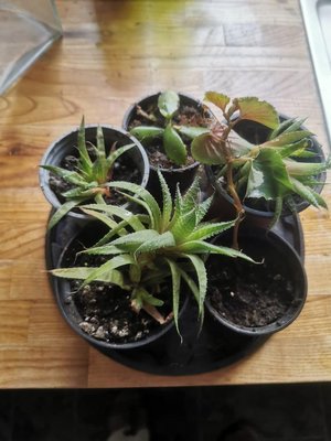 Photo of free 5 Rooted Cuttings (Saltaire BD18)