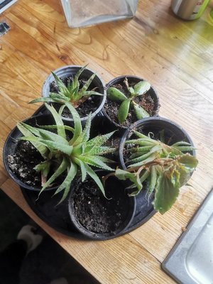 Photo of free 5 Rooted Cuttings (Saltaire BD18)