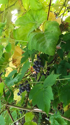 Photo of free Concord grape vine cuttings (West Seattle)