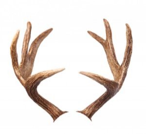 Photo of Horns or antlers! (Barnstaple EX32)