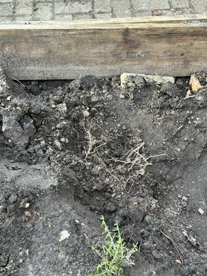 Photo of free Soil - good quality garden soil (Crowthorne RG45 7)