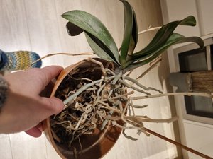 Photo of free Orchid (Charlton Kings GL52)