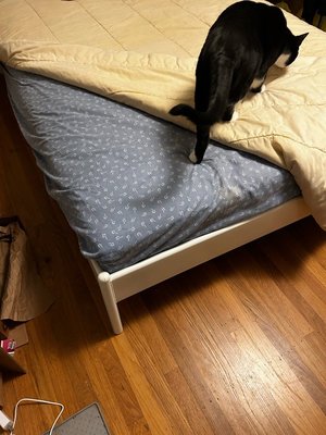 Photo of free Full Sized Bed Frame (Maple Leaf/Northgate)