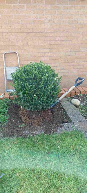 Photo of free Box shrub (Wyke Regis DT4)
