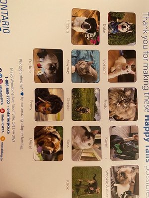Photo of free SPCA calendar 2024 (Vanier)