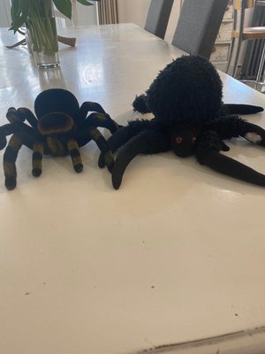 Photo of free Toy spiders (Caversham Heights RG4)