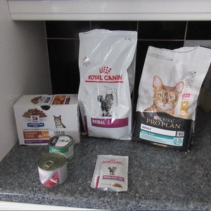 Photo of free Renal cat food (Towyn LL22)