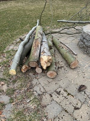 Photo of free Wood for Burning (Lexington)