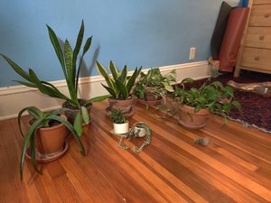 Photo of free 7 hardy plants (Ballard)
