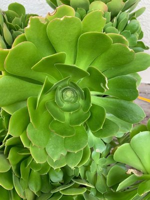 Photo of free Succulent cuttings (Lawrence/ El Camino Real)