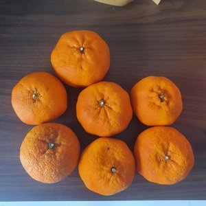 Photo of free Oranges (Tampines)