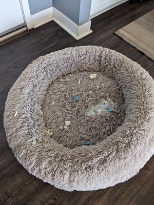 Photo of free Ripped dog bed (Terra Vista Way and Pierce Ave)