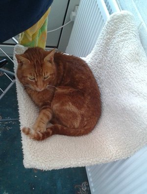 Photo of free Over radiator cat bed (Newbridge on Wye LD2)