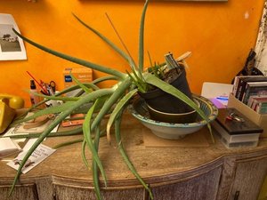 Photo of free Aloe vera plant (Cubbington CV32)