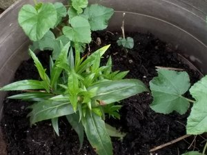 Photo of free Outdoor plant cuttings (Stratford E15 4)