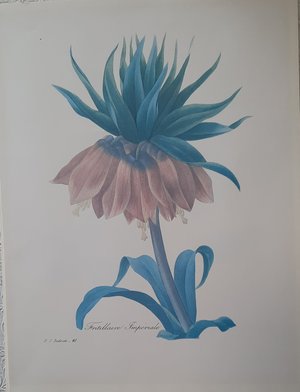 Photo of free Botanical prints 10" x 13 1/2" (Brimley and Finch, Agincourt)