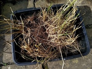 Photo of free Outdoor plant cuttings (Stratford E15 4)