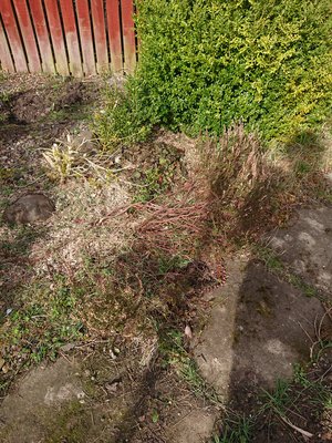 Photo of free Garden plants (EH12 Saughtonhall)