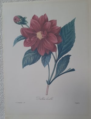 Photo of free Botanical prints 10" x 13 1/2" (Brimley and Finch, Agincourt)