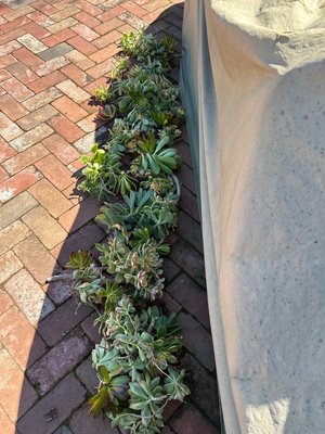 Photo of free Succulent Cuttings (a lot) (95129)