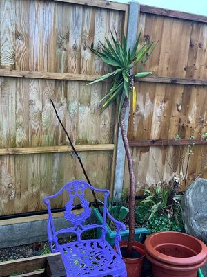 Photo of free Yucca plant (Portchester PO16)
