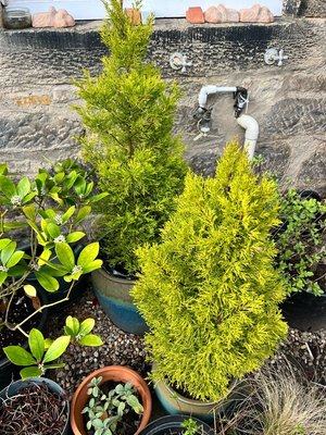 Photo of free Two lemon cypress trees (Dalkeith EH22)